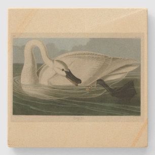Trumpeter Swan - from Audubon's Birds of America Stone Coaster