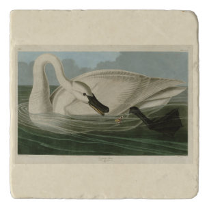 Trumpeter Swan - from Audubon's Birds of America Trivet