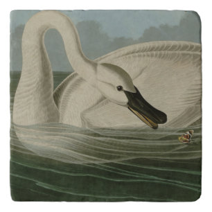 Trumpeter Swan - from Audubon's Birds of America Trivet