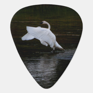 Trumpeter Swan Guitar Pick
