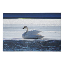 Trumpeter Swan in Repose