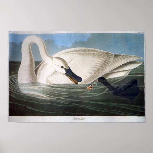 Trumpeter Swan, John James Audubon Poster (Front)