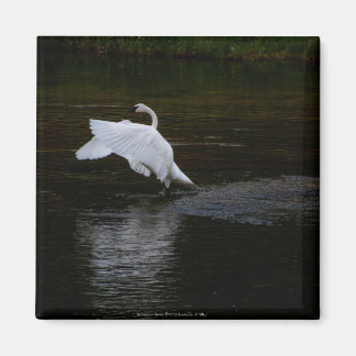 Trumpeter Swan Magnet