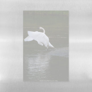 Trumpeter Swan Magnetic Dry Erase Sheet