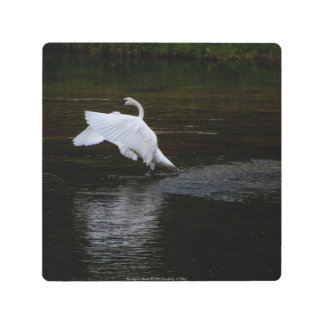 Trumpeter Swan Metal Print