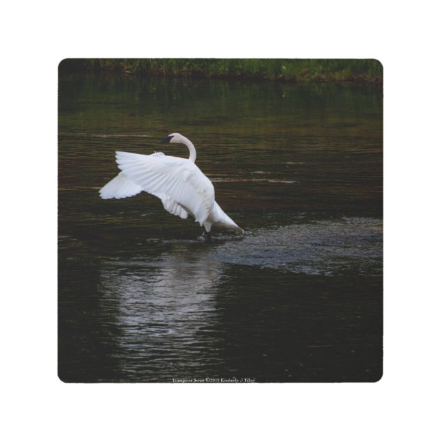 Trumpeter Swan Metal Print (Front)
