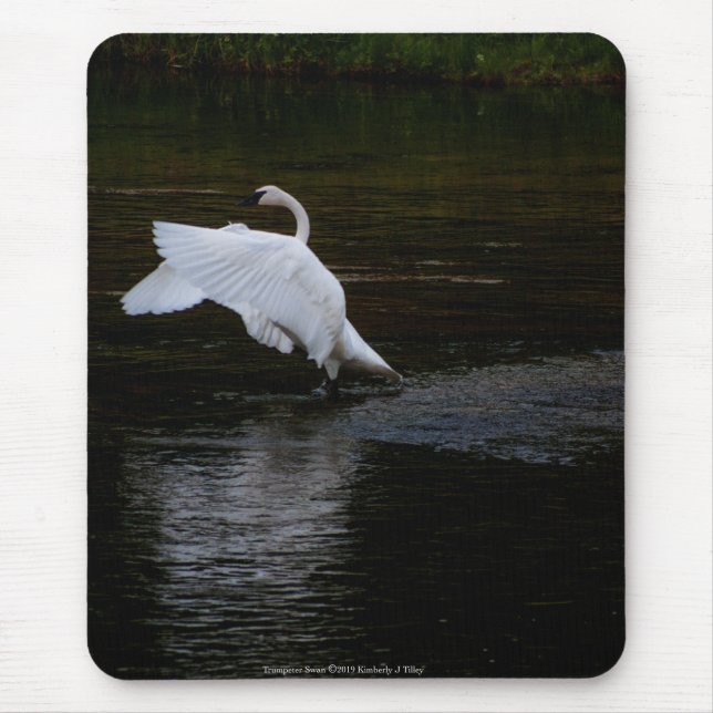 Trumpeter Swan Mouse Pad (Front)