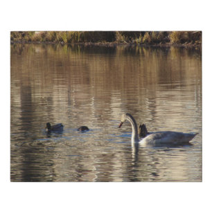 Trumpeter Swan n Mallard Ducks Faux Canvas Print