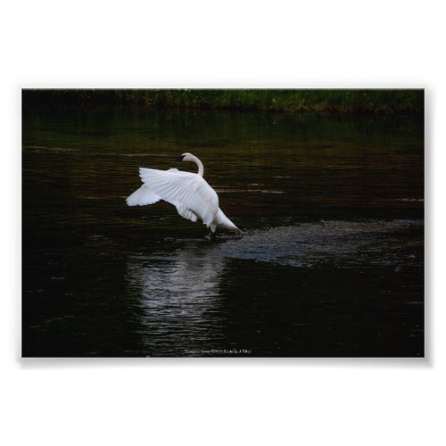 Trumpeter Swan Photo Print