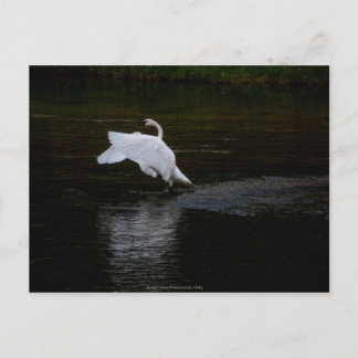 Trumpeter Swan Postcard