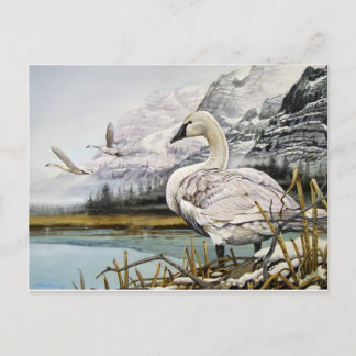 Trumpeter Swan Postcards