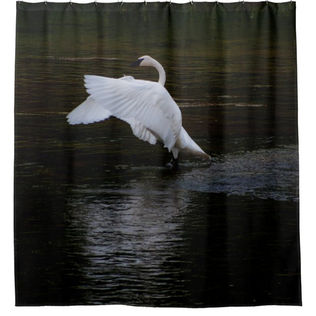 Trumpeter Swan Shower Curtain (Front)