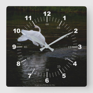 Trumpeter Swan Square Wall Clock