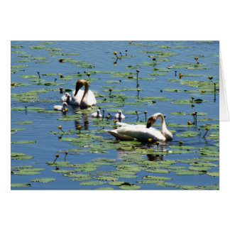 Trumpeter Swans Cards