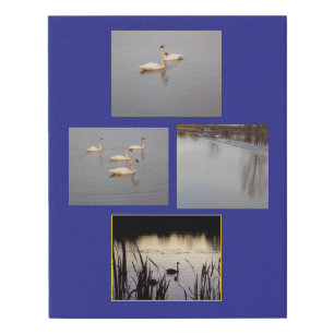 Trumpeter Swans Faux Canvas Print