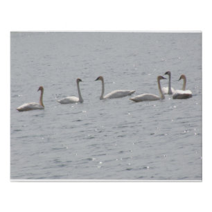 Trumpeter Swans Faux Canvas Print