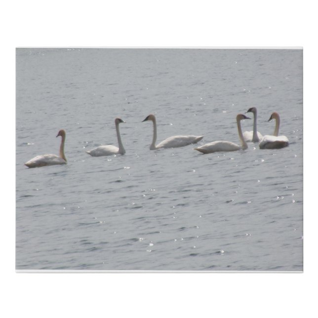Trumpeter Swans Faux Canvas Print (Front)