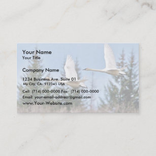 Trumpeter Swans in Flight Business Card