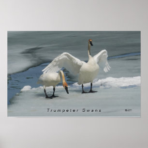 Trumpeter Swans in northern Michigan Poster