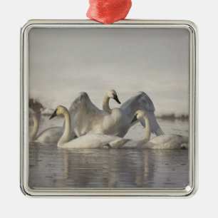 Trumpeter Swans in the Madison River in winter Metal Ornament