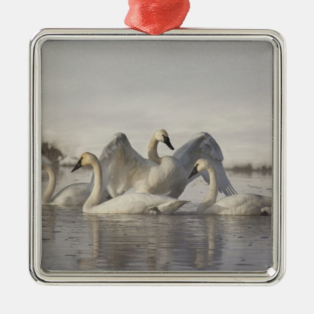 Trumpeter Swans in the Madison River in winter Metal Ornament (Front)