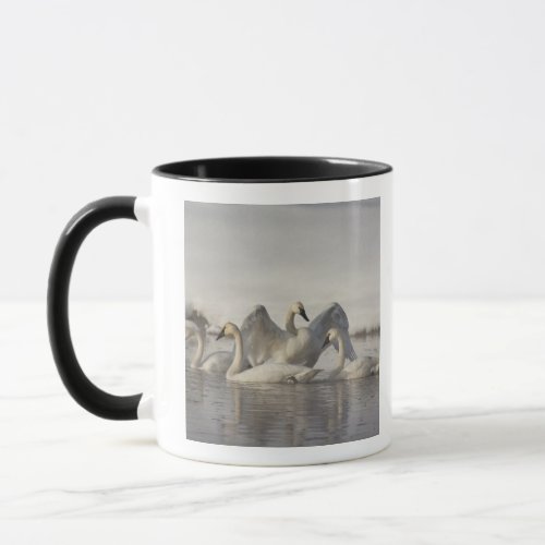 Trumpeter Swans in the Madison River in winter Mug