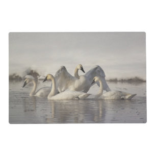 Trumpeter Swans in the Madison River in winter Placemat