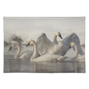 Trumpeter Swans in the Madison River in winter Placemat