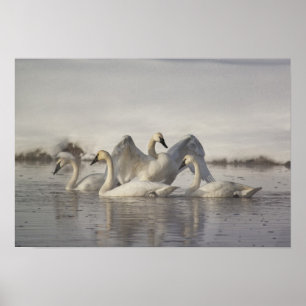Trumpeter Swans in the Madison River in winter Poster