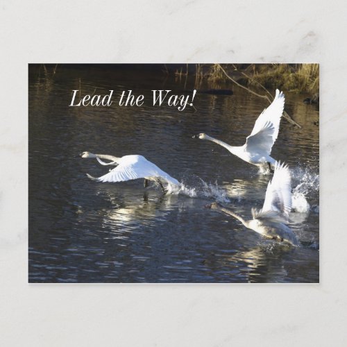 Trumpeter Swans Motivational Gifts Postcard