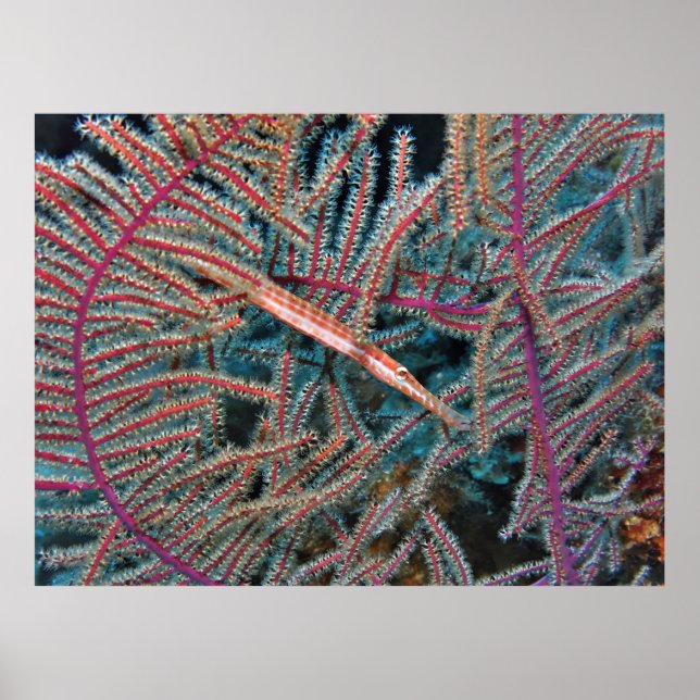 Trumpetfish in the Coral Poster (Front)