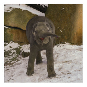 Trumpeting Baby Elephant In The Snow Acrylic Print