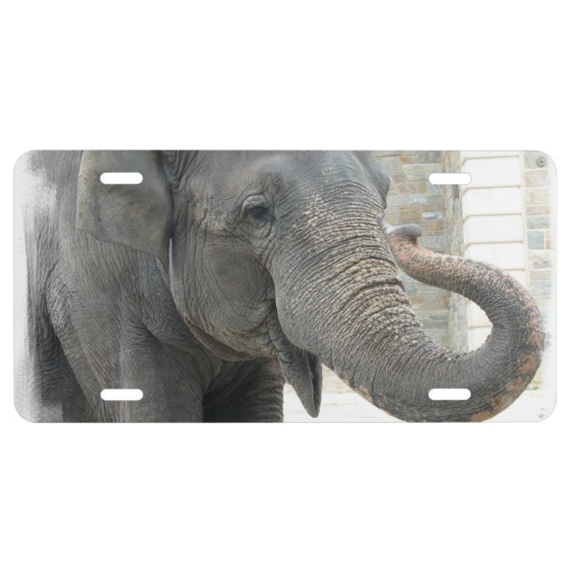 Trumpeting Elephant License Plate (Front)