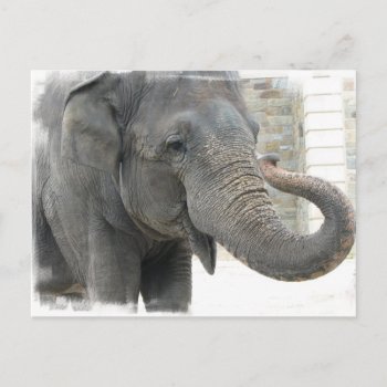Trumpeting Elephant Postcard by WildlifeAnimals at Zazzle