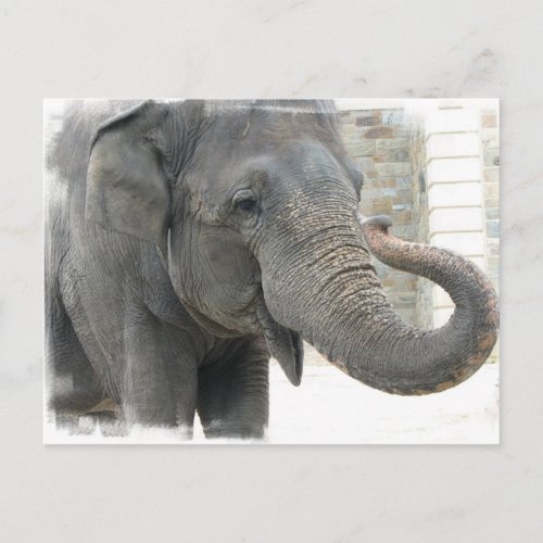 Trumpeting Elephant Postcard