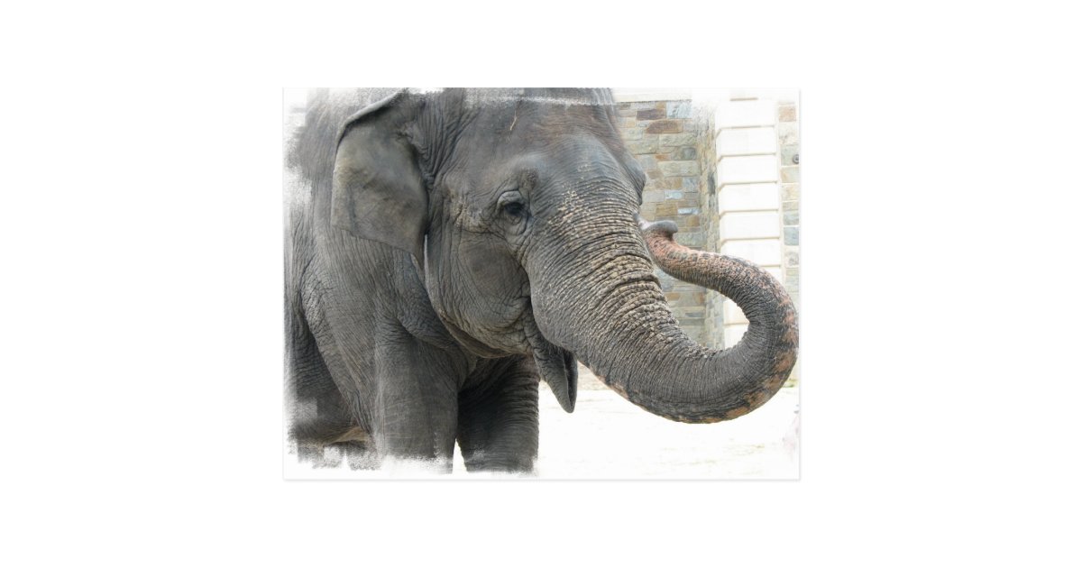 Trumpeting Elephant Postcard | Zazzle.com