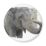 Trumpeting Elephant Round Button Magnet
