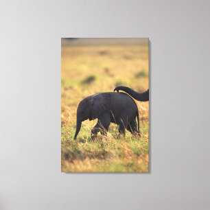 Trunk of elephant touching offspring , Kenya , Canvas Print