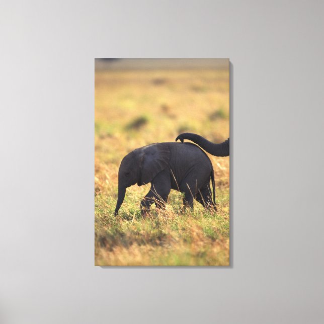 Trunk of elephant touching offspring , Kenya , Canvas Print (Front)