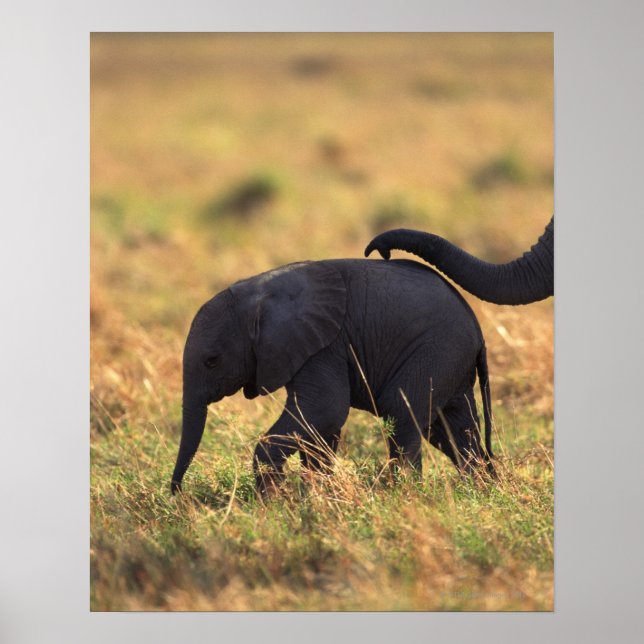 Trunk of elephant touching offspring , Kenya , Poster (Front)