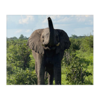 Trunk Up — Wild Elephant Portrait Acrylic Print