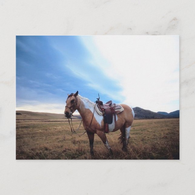 Trusted Steed Postcard (Front)