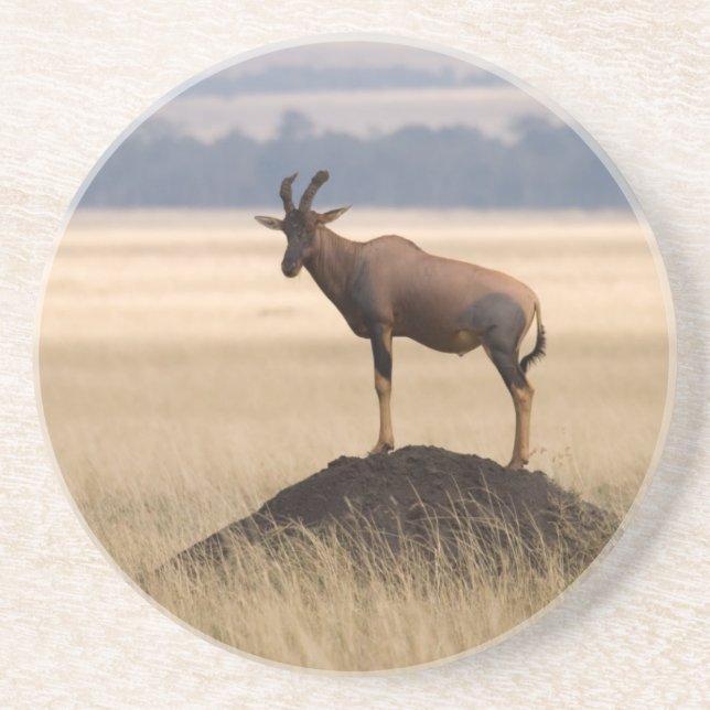 Tsessebe Antelope On Lookout For Predators Sandstone Coaster (Front)