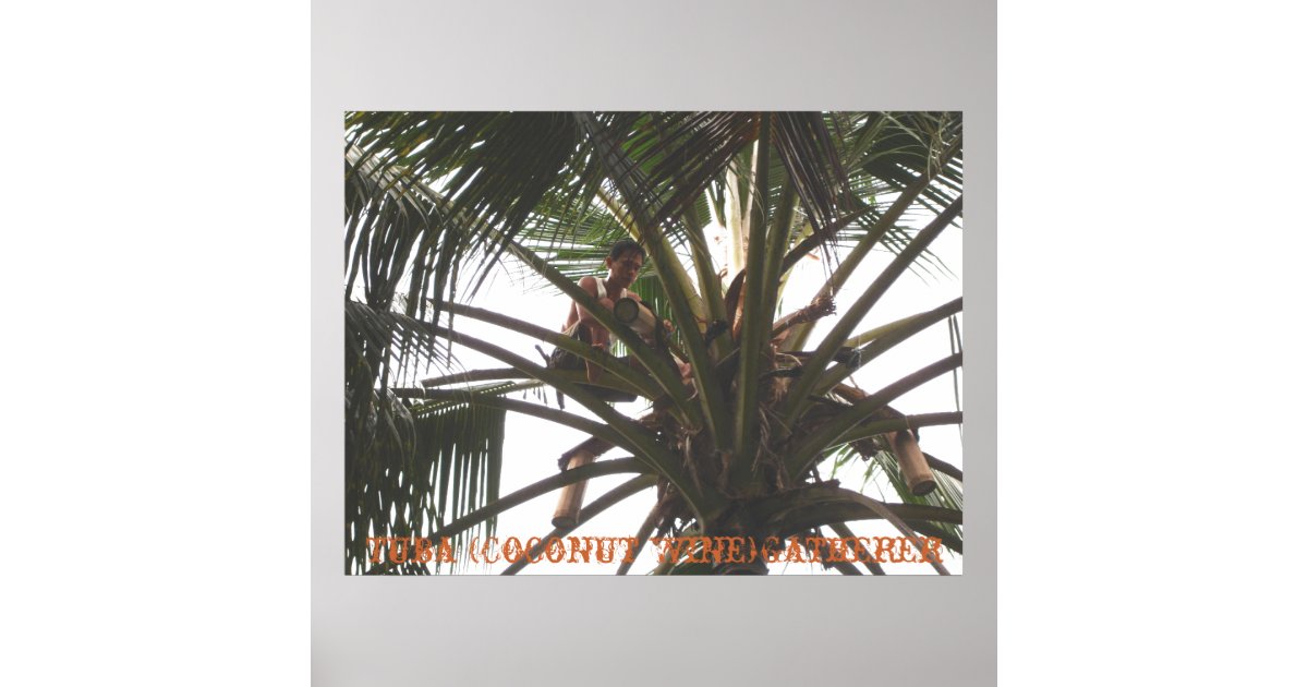 Tuba (Coconut Wine) Gatherer, Tuba (Coconut Win... Poster Zazzle