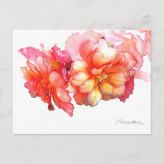 Tuberous Begonia No. 1 Postcard