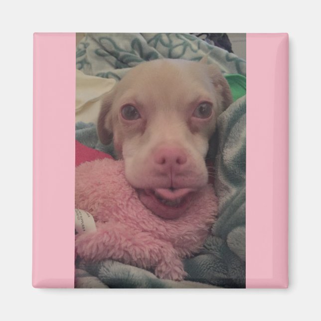 Tucker Wears Goggles Pink Accent Magnet (Front)