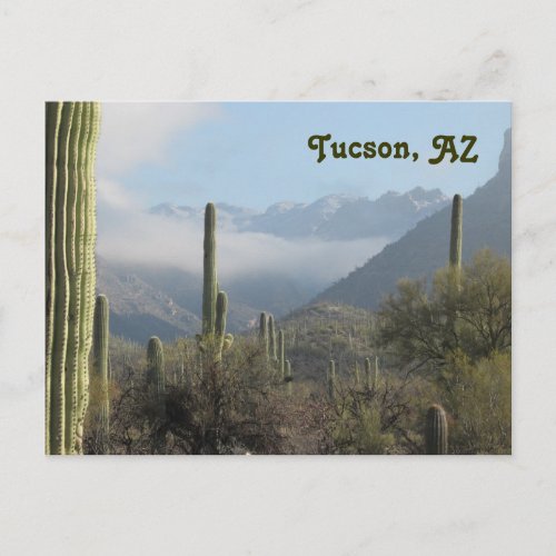 Tucson Arizona Desert Postcard