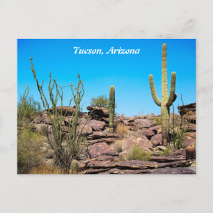 Tucson Arizona, Desert Southwest, Cacti Postcard