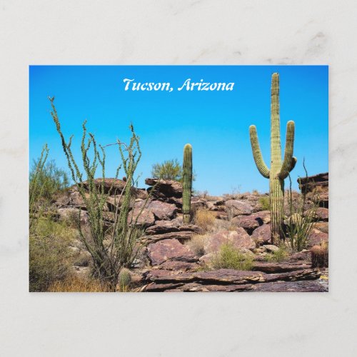 Tucson Arizona Desert Southwest Cacti Postcard