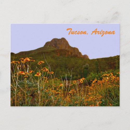Tucson Mountain and Wildflowers at Sunset Postcard